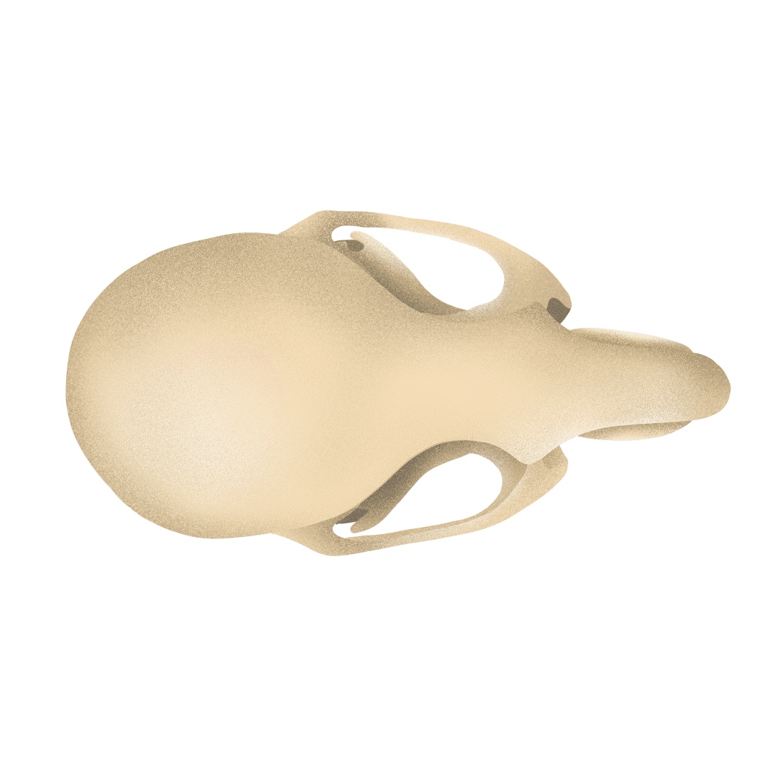 Phénotypage craniofacial des modèles animaux et des malformations craniofaciales